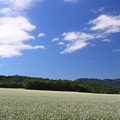 写真: 白絨毯の畑
