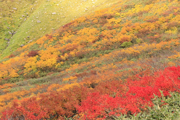 写真: 月山の紅葉