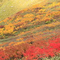 写真: 月山の紅葉