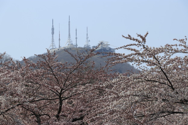 写真: 函館公園の桜