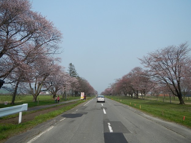 写真: 2015,4/28 静内　二十間道路桜並木1
