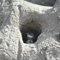 写真: ショウドウツバメ　巣立ち雛