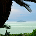 写真: 椰子と江ノ島-3