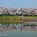 写真: 白石川堤千本桜