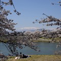 写真: 白石川堤一目千本桜