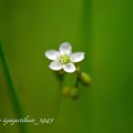 写真: モウセンゴケ(毛氈苔)の花