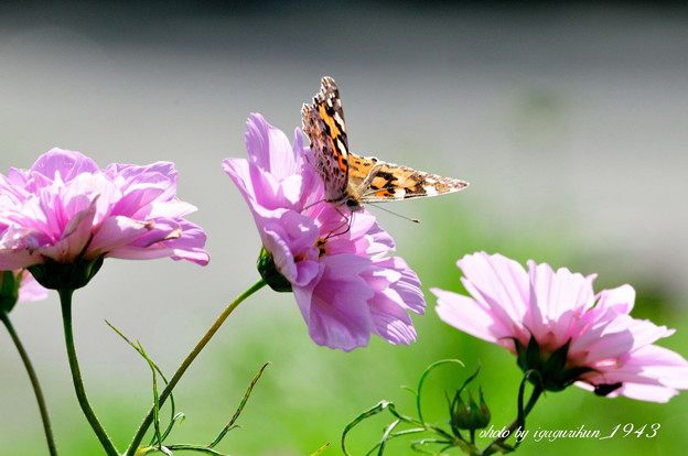 写真: 蝶と秋桜