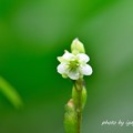 写真: モウセンゴケ（毛氈苔）の花