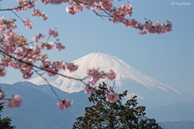 富士山と河津桜