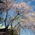 写真: 寺の境内の桜