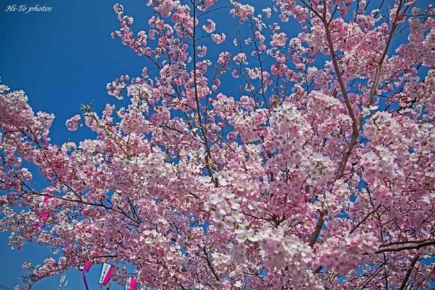 写真: 桜祭り