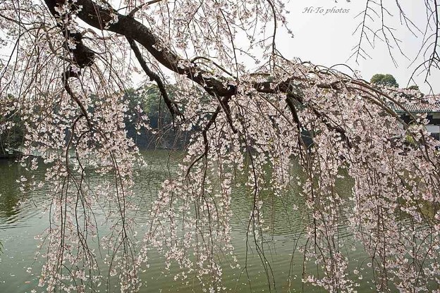 写真: 皇居東御苑の桜