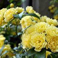 写真: 黄色い花