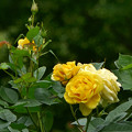 写真: 戸山公園の黄バラ