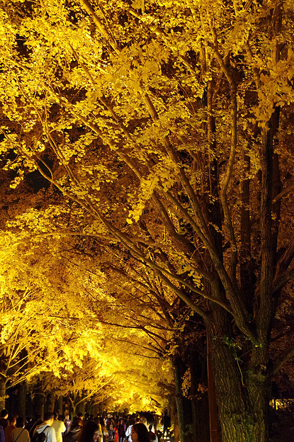 写真: 昭和記念公園　銀杏並木