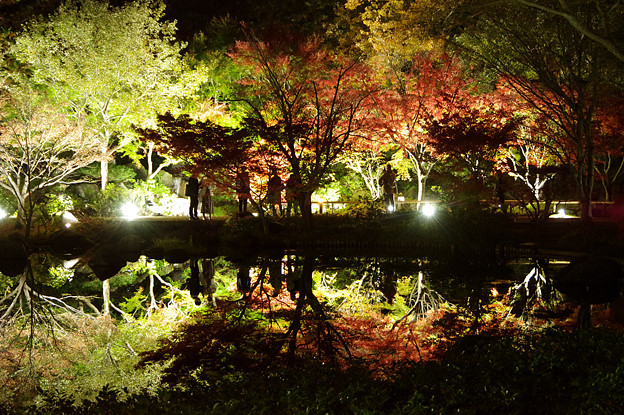 写真: 昭和記念公園　日本庭園