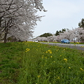 写真: 大潟村菜の花ロード？の桜と菜の花1