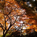 写真: 秋色の空