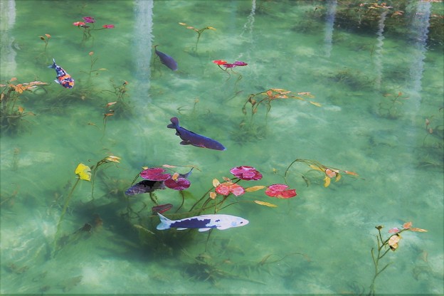 写真: モネの池
