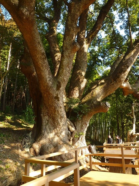 越生町　クスノキの巨木１