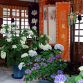 紫陽花神社(5)