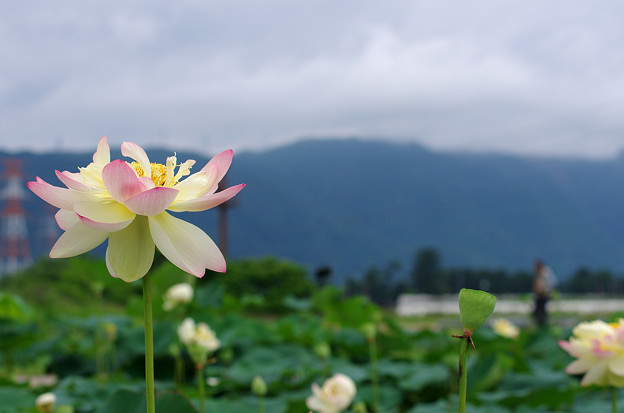 写真: 船頭平河川公園のハスの花(1)