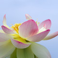 写真: 船頭平河川公園のハスの花(5)