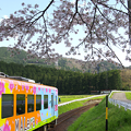 桜と樽見鉄道(12)
