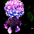 上野池之端　紫陽花