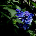 ご近所さん紫陽花