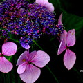 ご近所の　紫陽花