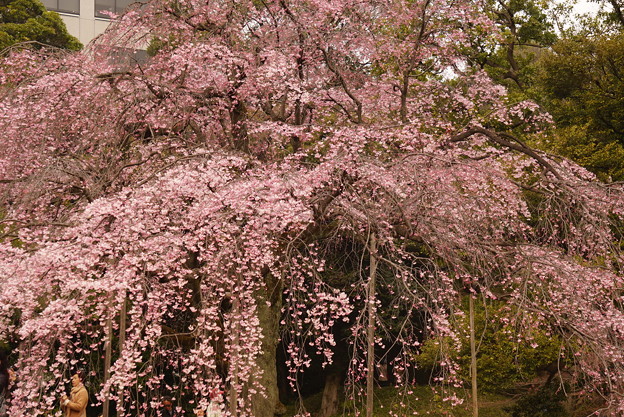 写真: 庭園の桜