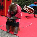 写真: タブレット楽しむ猿君
