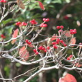 写真: 小鳥が食べる赤い実