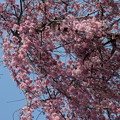 写真: 庭園の枝垂桜