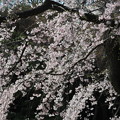 写真: 庭園の枝垂桜 (2)