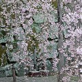 写真: 枝垂桜と石垣