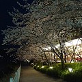 写真: 桜ライトアップ時