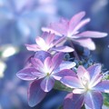 紫陽花の彩