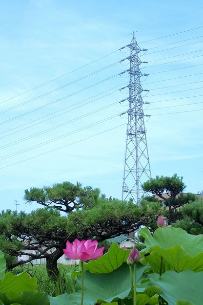 写真: 蓮と鉄塔