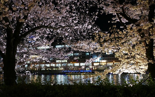 写真: 大川沿いの桜ライトアップ