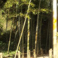写真: 竹林の入口