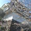 写真: 大多喜城と桜