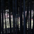 写真: 竹林の向こうの梅林