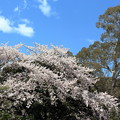 写真: 桜とユーカリ