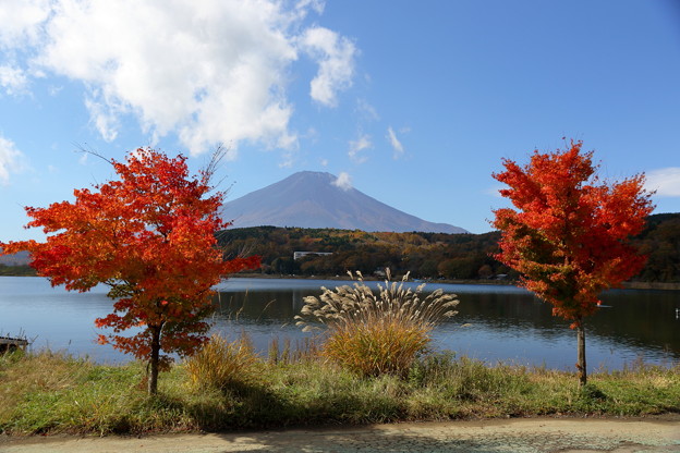 写真: 富士と紅葉3