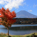 写真: 富士と紅葉4