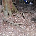 写真: 木の根道