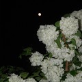 写真: 月とオオデマリ