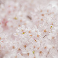 写真: 櫻咲く